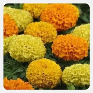 Marigold Mix