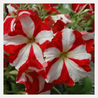 Petunia Star Red & White