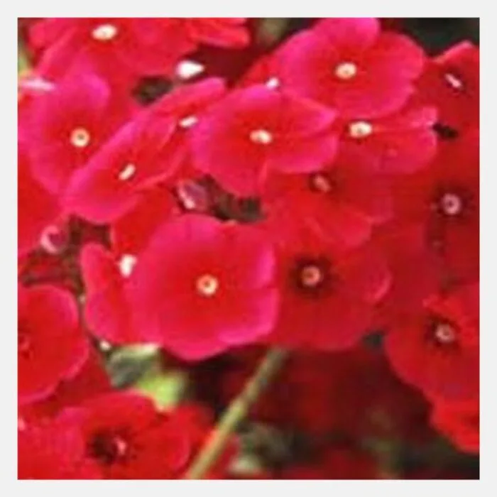 Phlox drummondii beauty Flower Seeds - Image 4