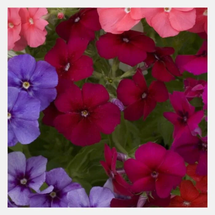 Phlox drummondii beauty Flower Seeds