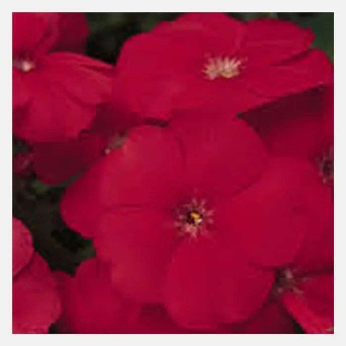 Phlox drummondii beauty Flower Seeds - Image 6