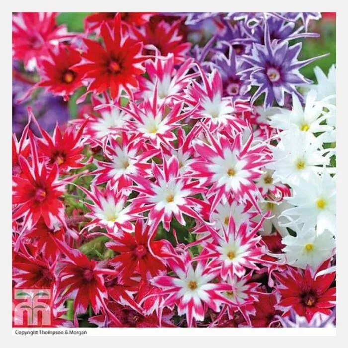 Phlox drummondii beauty Flower Seeds - Image 5