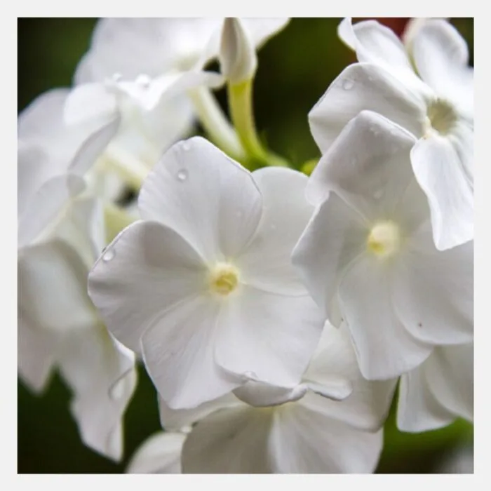 Phlox drummondii beauty Flower Seeds - Image 3