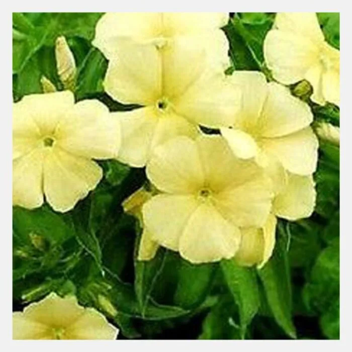Phlox drummondii beauty Flower Seeds - Image 2