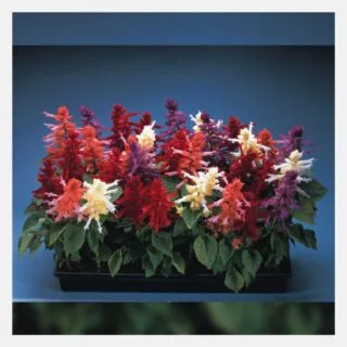 Salvia mix