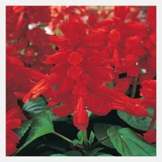Salvia red
