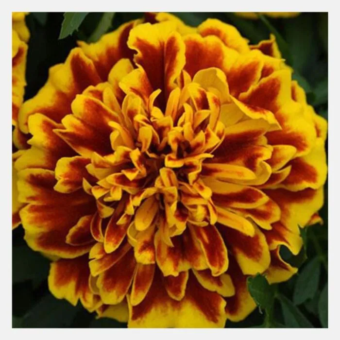 French Marigold Bonanza Flower Seeds - Image 2