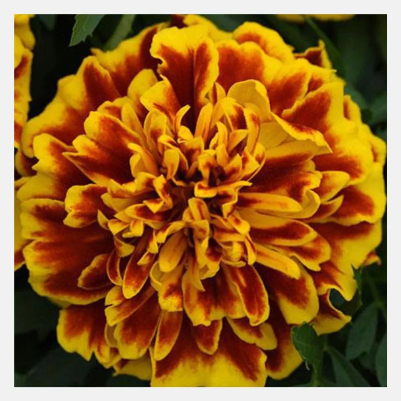 French Marigold Bonanza Flower Seeds - Image 2