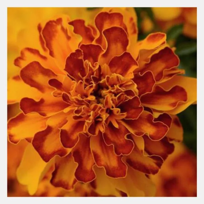 French Marigold Bonanza Flower Seeds - Image 3