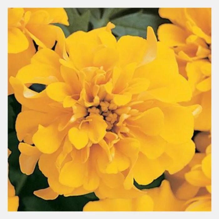 French Marigold Bonanza Flower Seeds - Image 4