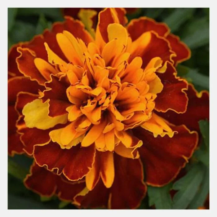 French Marigold Bonanza Flower Seeds - Image 5