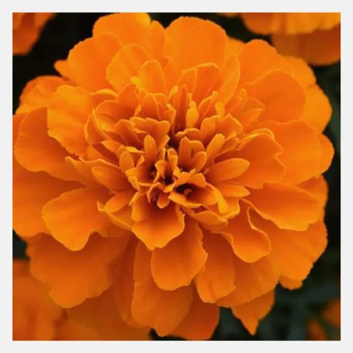 French Marigold Bonanza Flower Seeds - Image 6