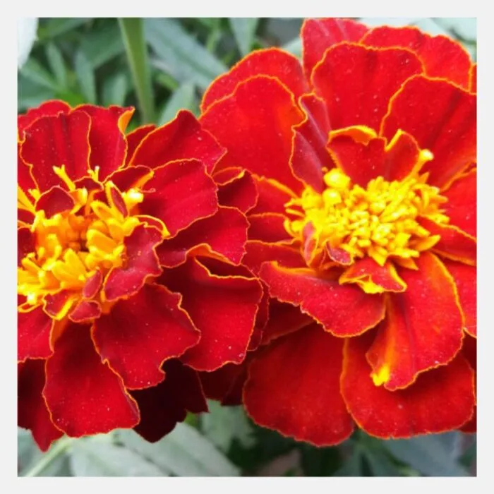French Marigold Bonanza Flower Seeds - Image 7