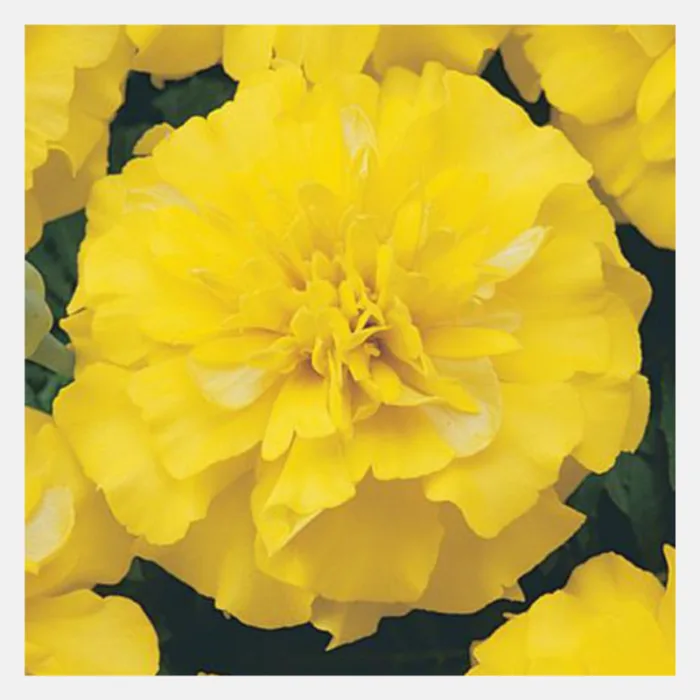 French Marigold Bonanza Flower Seeds - Image 8