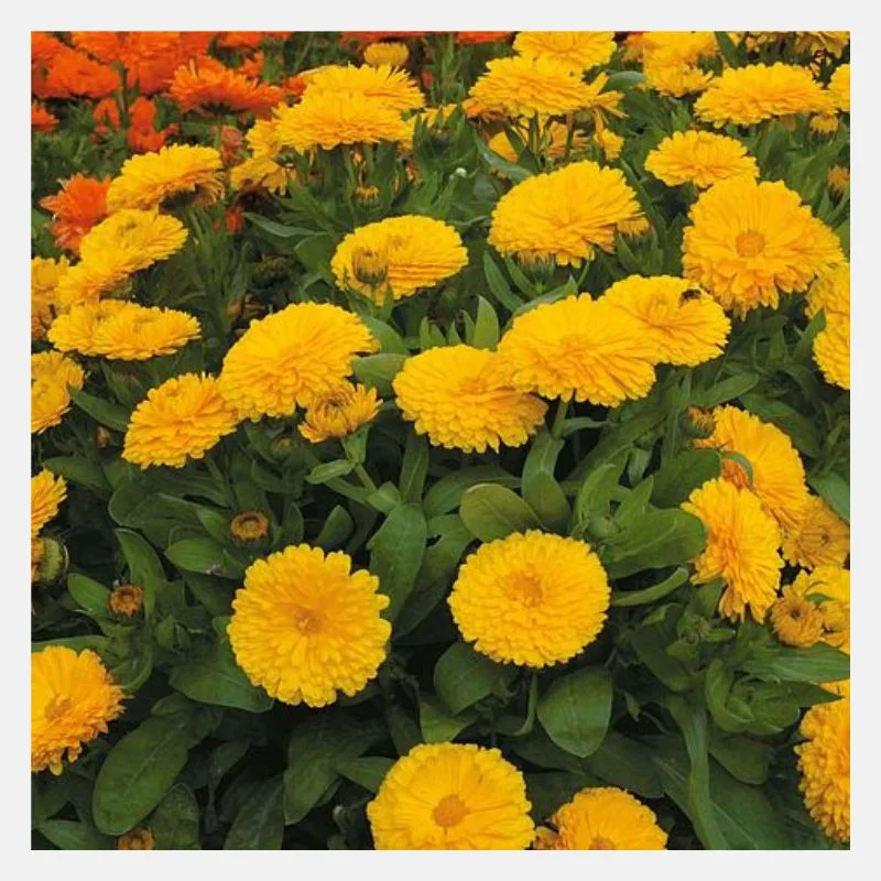Calendula Pacific Flower Seeds - Image 2