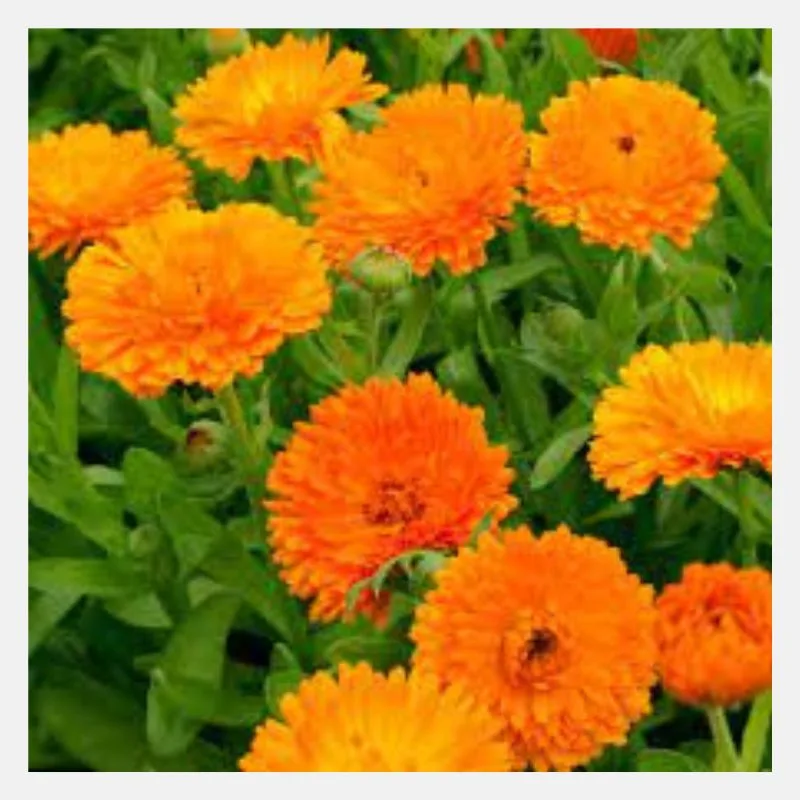 Calendula Pacific Flower Seeds - Image 3