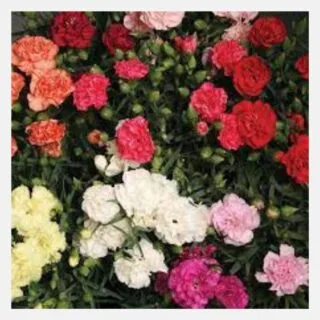 carnation lillipot mix