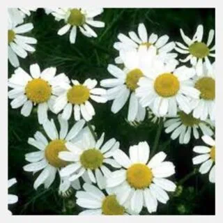 chamomile