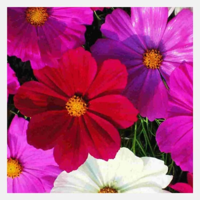 Cosmos Dwarf Sensation Mix Flower Seeds