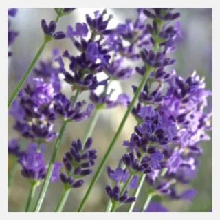lavender