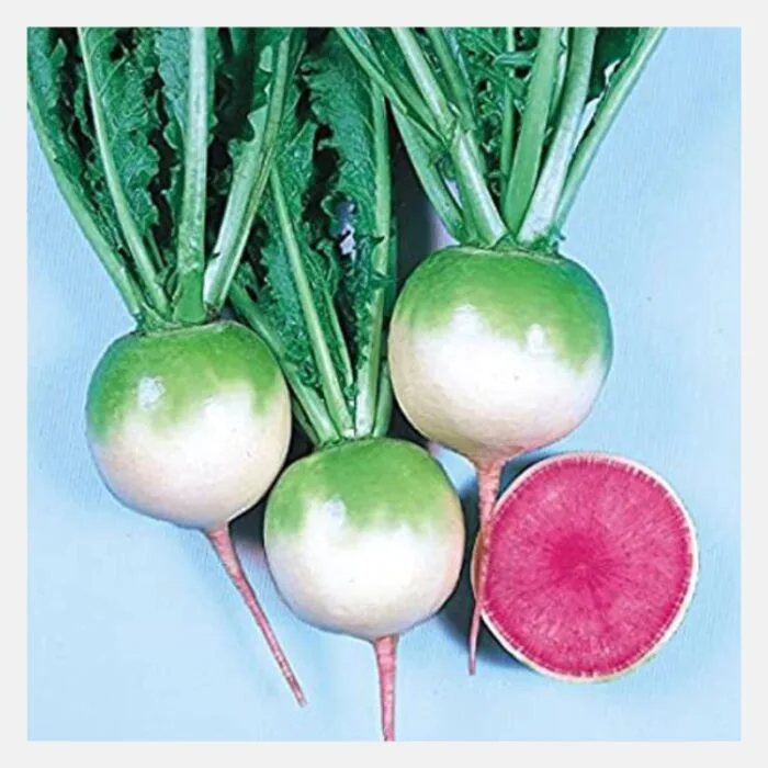 Radish Red Meat F1 Seeds