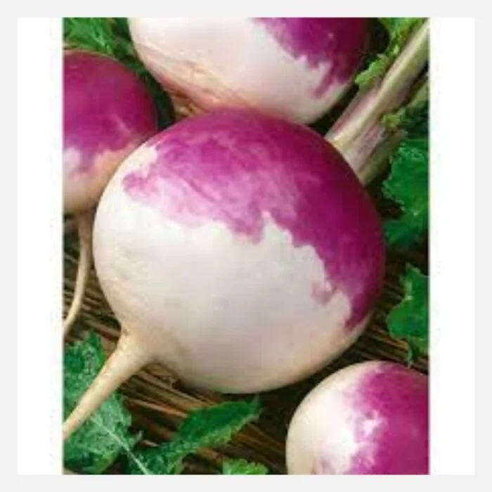 Turnip Purple Top (Shalgam) Seeds