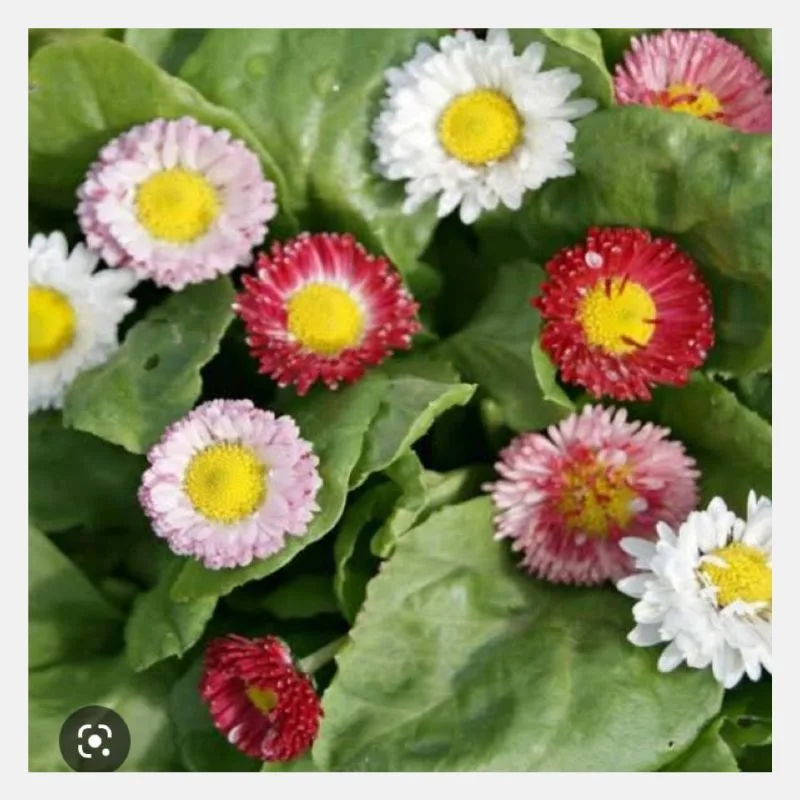 Bellis Monstrosa Mix Flower Seeds