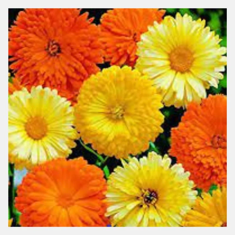 Calendula Pacific Flower Seeds