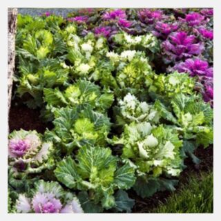 Flowering Cabbage Mix