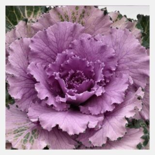 Flowering Cabbage Pink