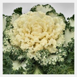 Flowering kale White