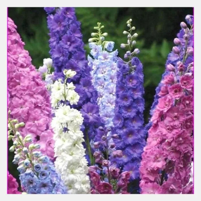 Larkspur Mix Flower Seeds