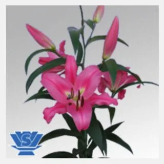 Lilium robina ot pink