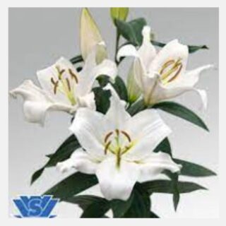 Lilium zambesi ot white