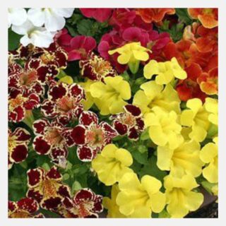 Mimulus Twinkle Mix