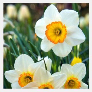 Narcissus (Daffodils Single)