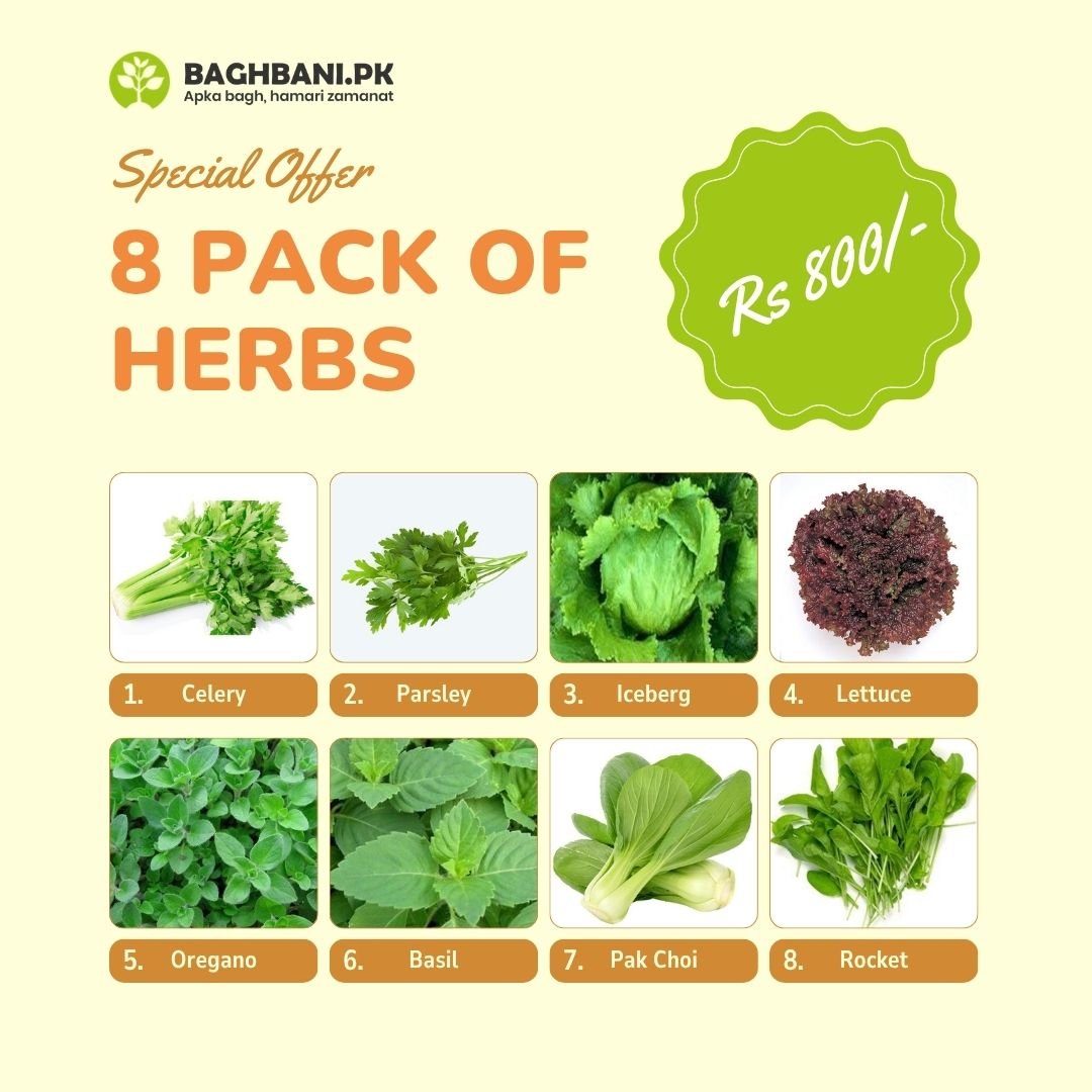 Special Offer (1)