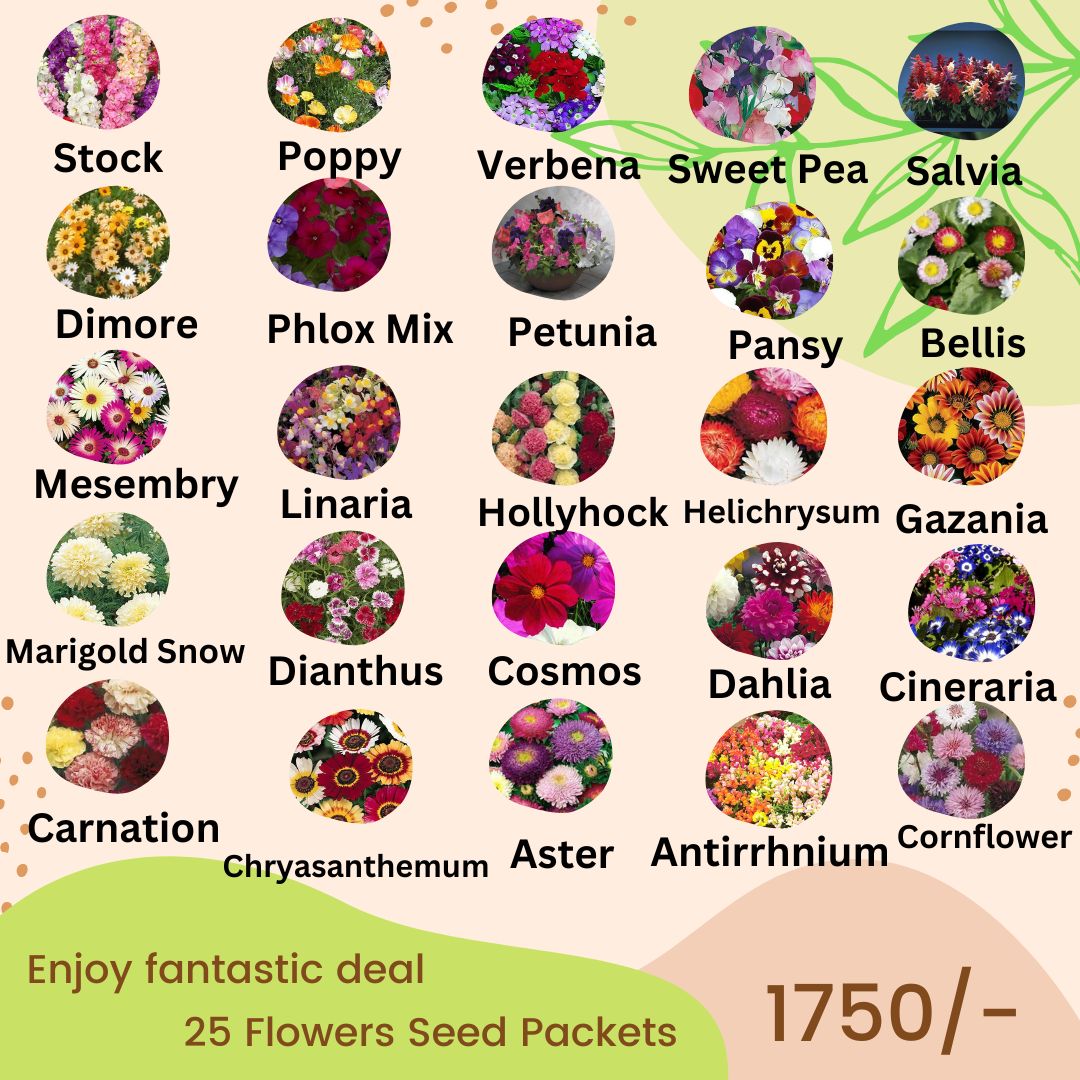 summer deal