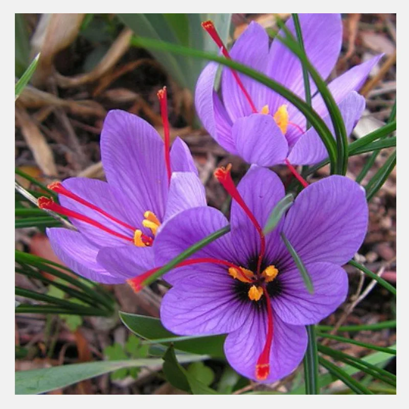 Saffron