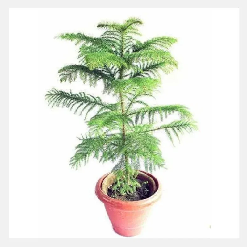 Araucaria