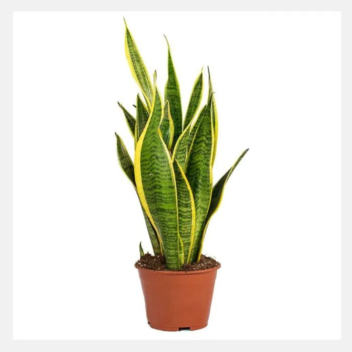 Sansevieria Variegated Snake Plant