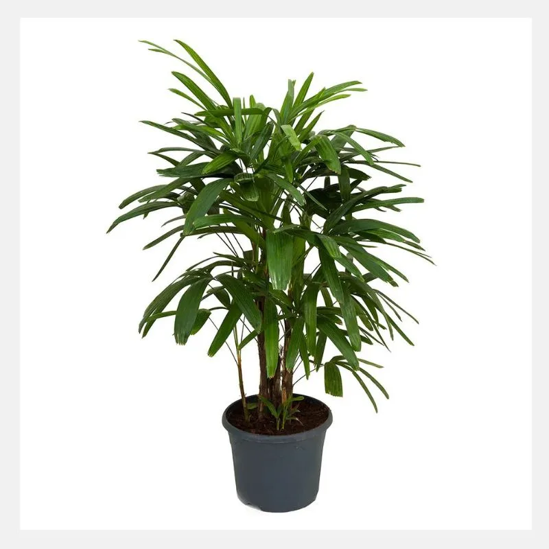 Lady Palm Plant