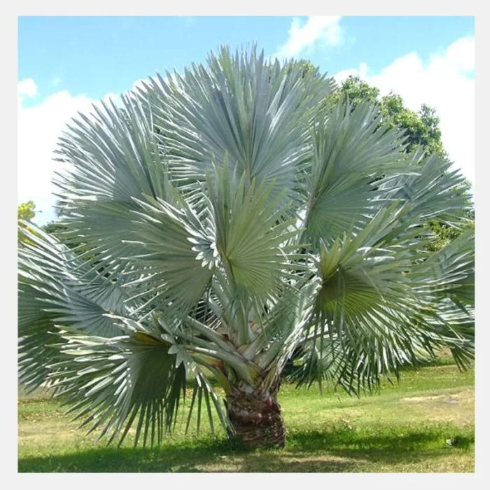 Bismarckia Palm
