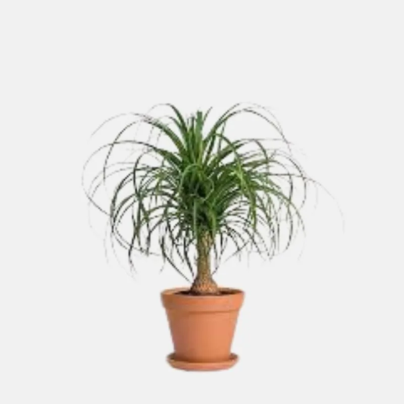 Ponytail Palm