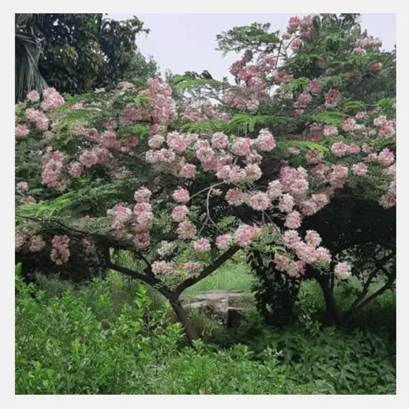 cassia nadossa