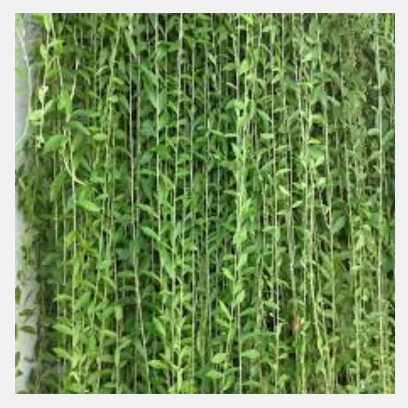 edible flowers and plants Edible Flowers Large Box – West Virjeni main image 1