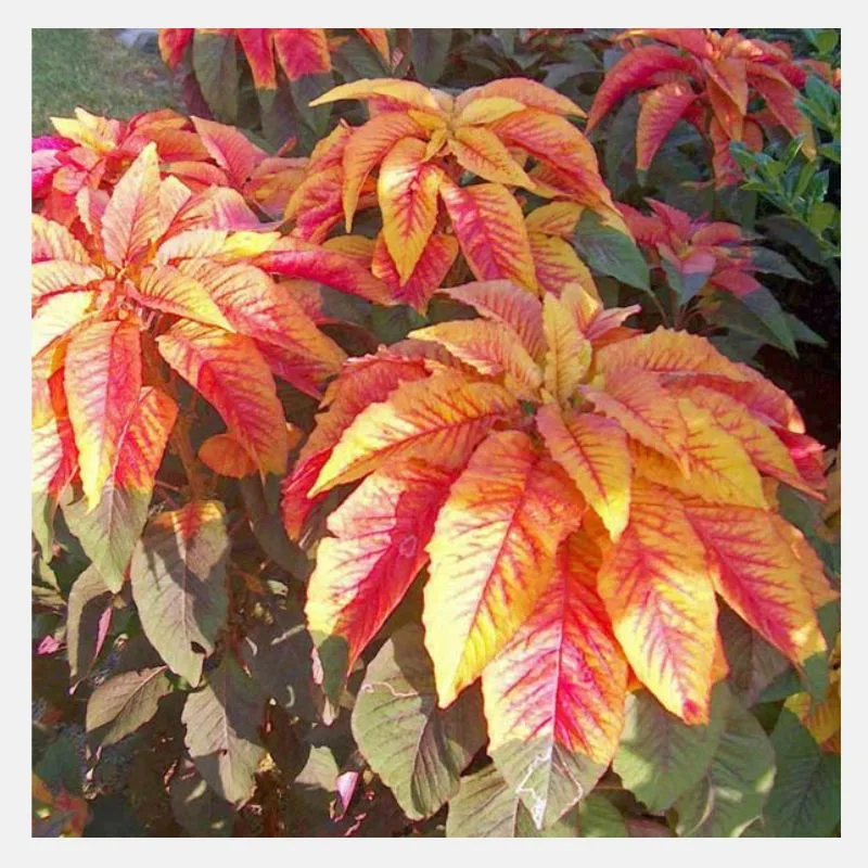 Amaranthus Illumination