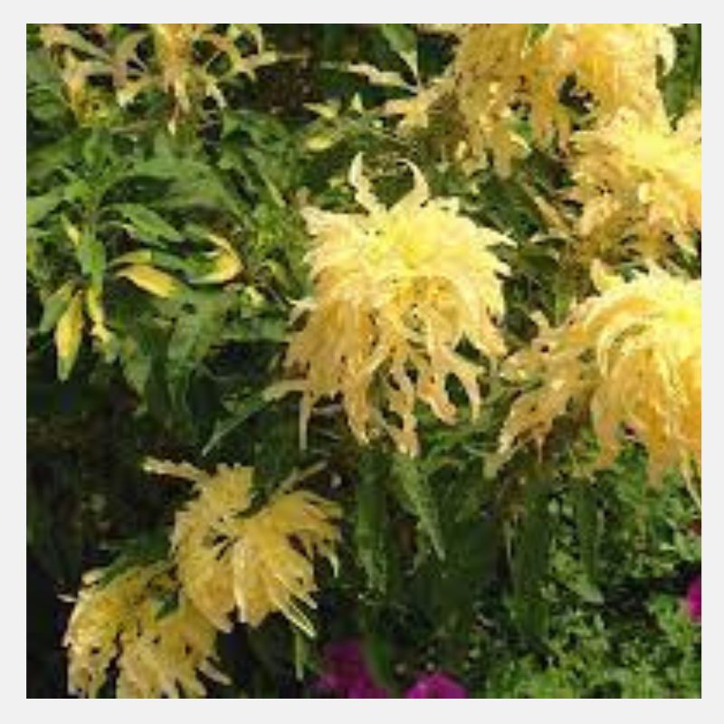 Amaranthus Yellow