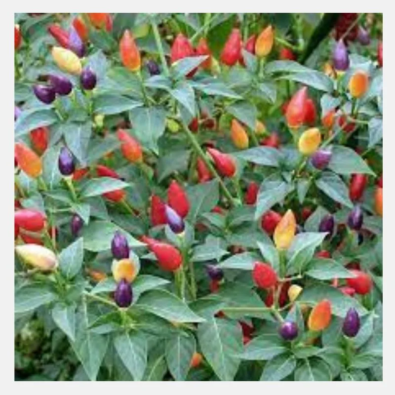 Capsicum Aladin