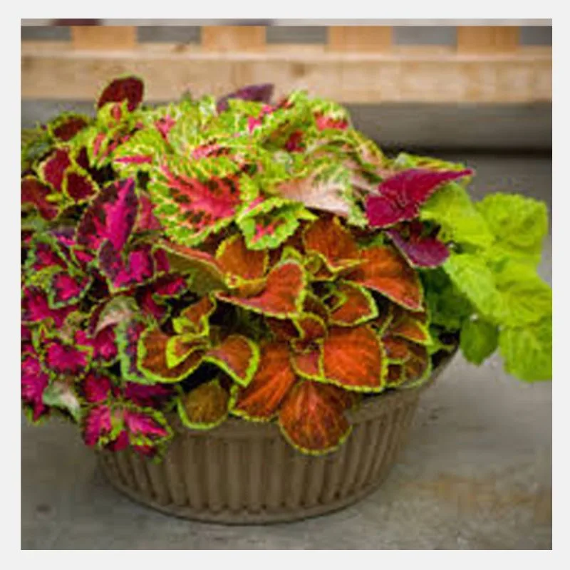 Coleus Fairway Mix